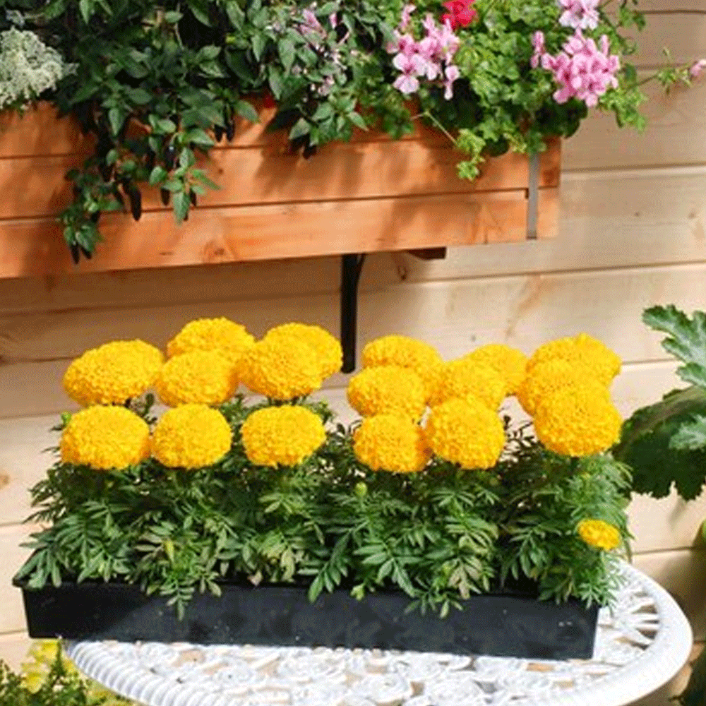 Seminte flori Craite Pitice (Tagetes erecta) galbene 1 g