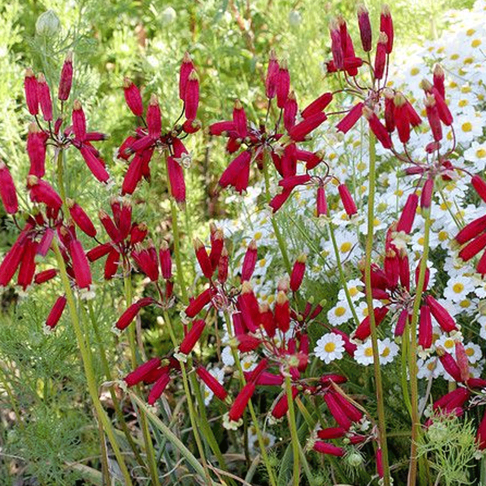 Bulbi Dichelostemma Ida-maia 5 buc