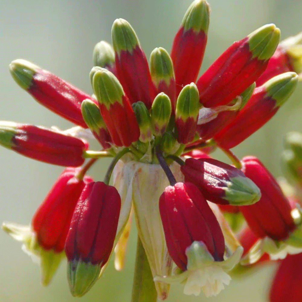 Bulbi Dichelostemma Ida-maia 5 buc