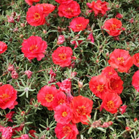 Thumbnail for Seminte flori de Piatra duble (Portulaca grandiflora) Rosii 0,1g