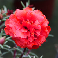 Thumbnail for Seminte flori de Piatra duble (Portulaca grandiflora) Rosii 0,1g