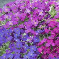 Thumbnail for Seminte flori Aubrieta (Aubrieta hybrida) mix 0.1g