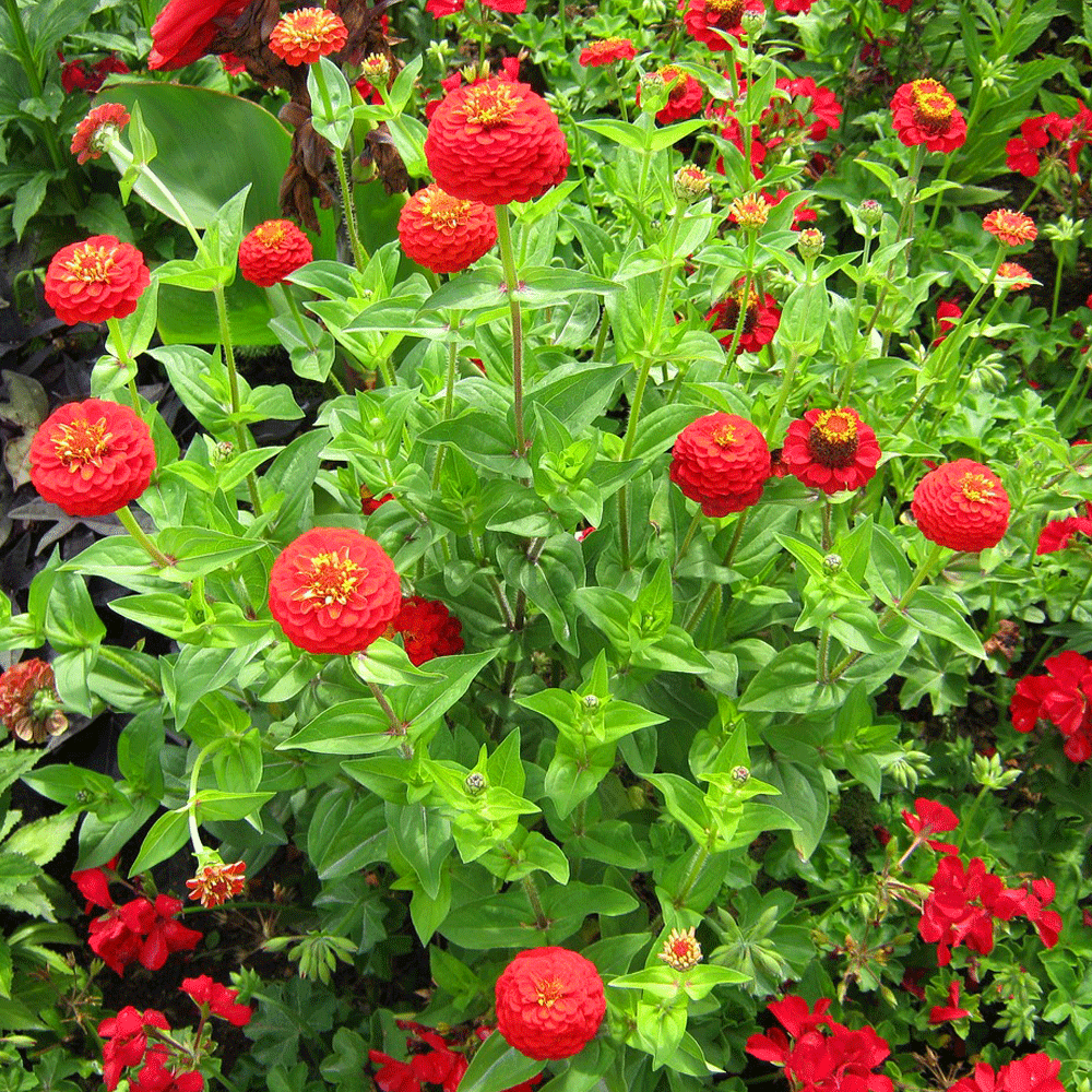 Seminte flori Carciumarese (Zinnia elegans) Rosii 2 g