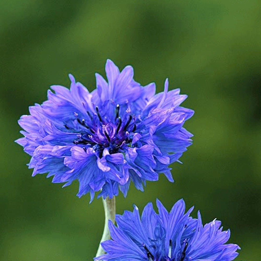 Seminte flori Albastrele (Centaurea cyanus) albastre 1g