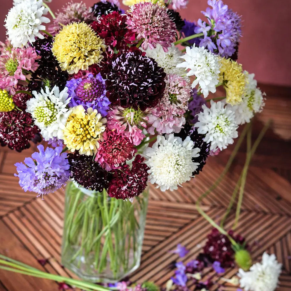 Seminte flori Muscata dracului (Scabiosa atropurpurea) mix 0.3g