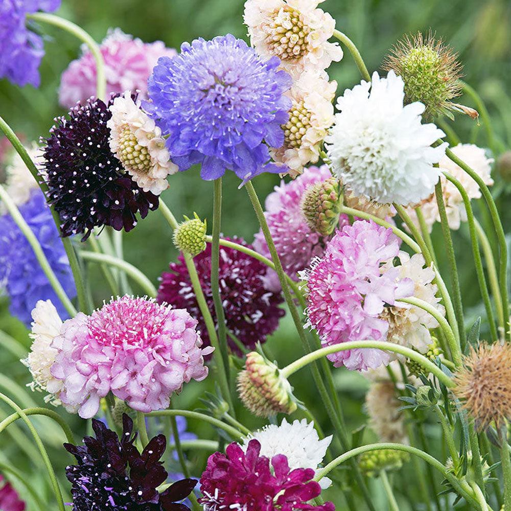 Seminte flori Muscata dracului (Scabiosa atropurpurea) mix 0.3g