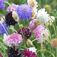 Thumbnail for Seminte flori Muscata dracului (Scabiosa atropurpurea) mix 0.3g