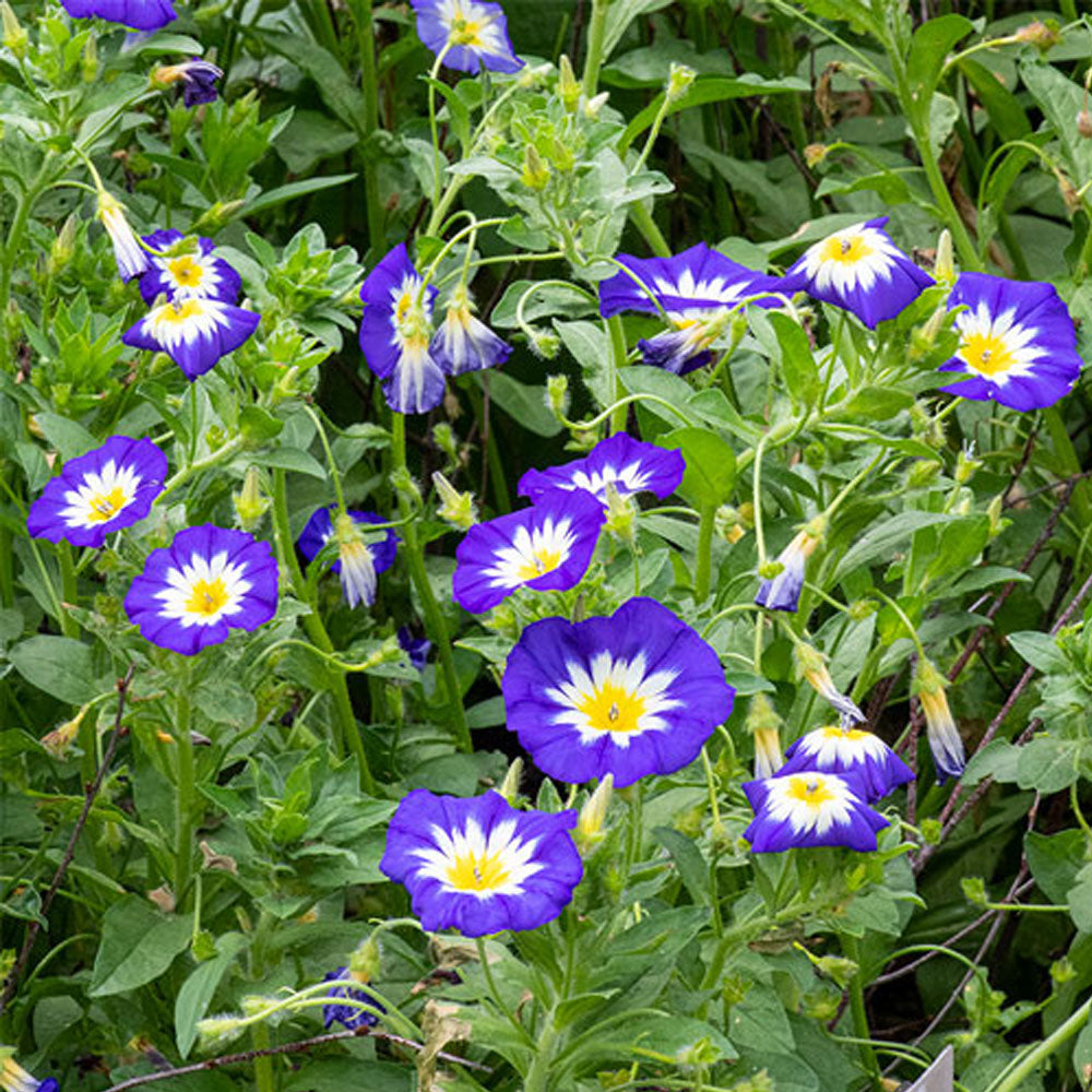 Seminte flori Zorele Pitice (Convolvulus Tricolor) Mix 1g