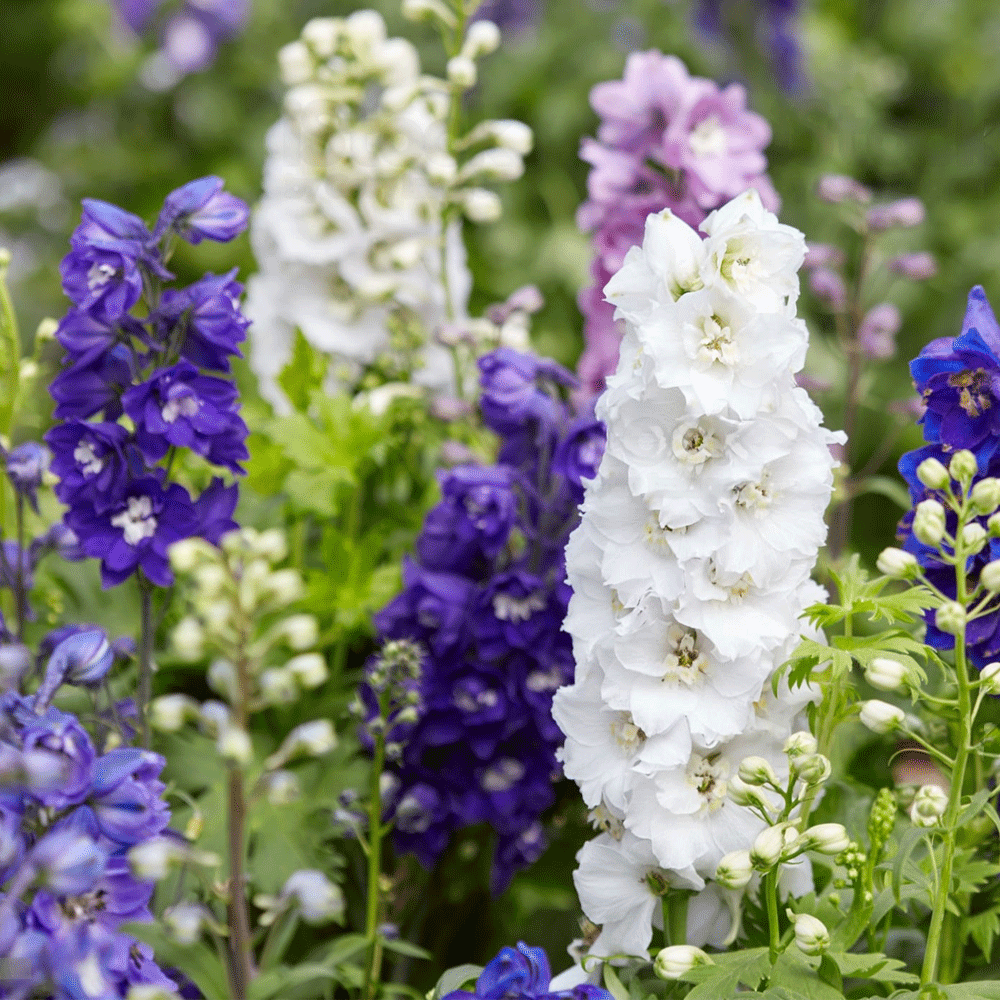 Seminte flori Nemtisori (Delphinium cultorum) Mix 0.25g