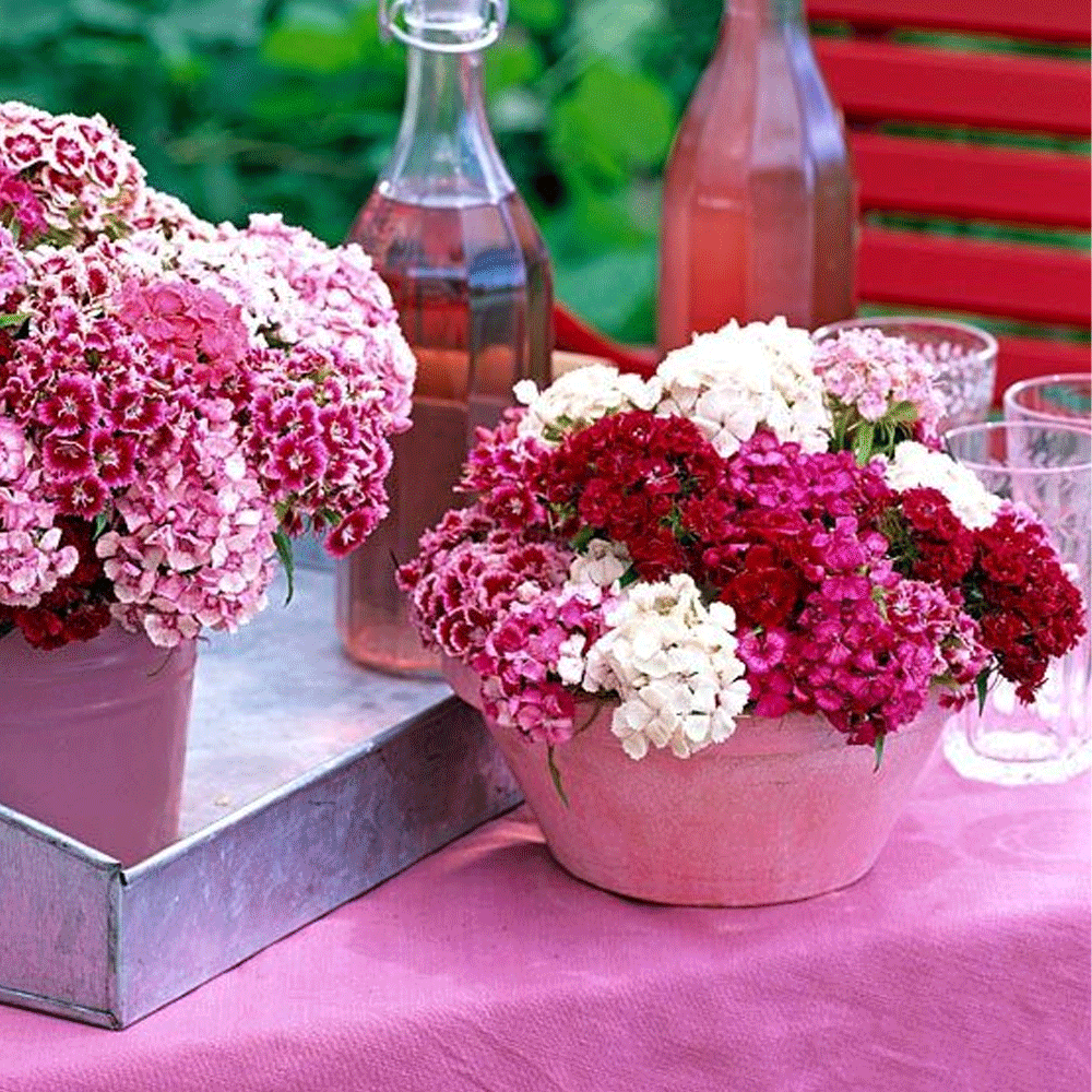 Seminte flori Garoafa Turceasca (Dianthus barbatus) mix 0.5g