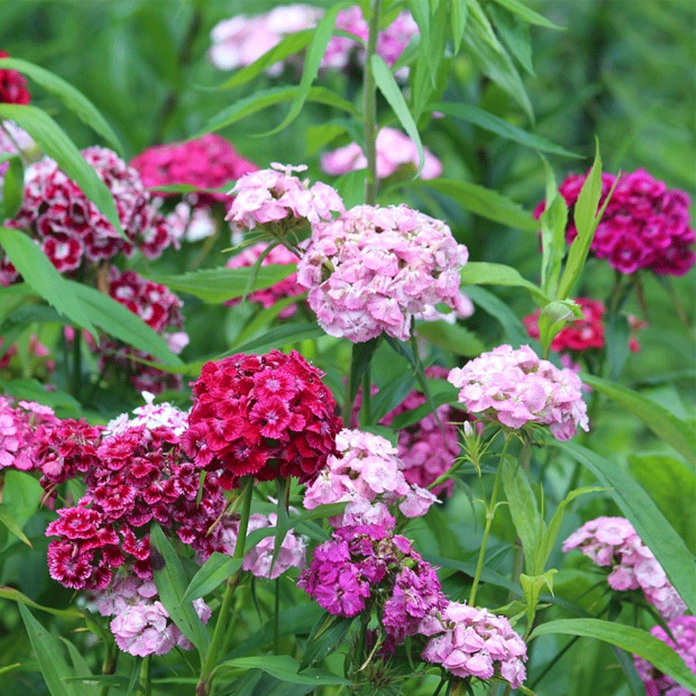 Seminte flori Garoafa Turceasca (Dianthus barbatus) mix 0.5g