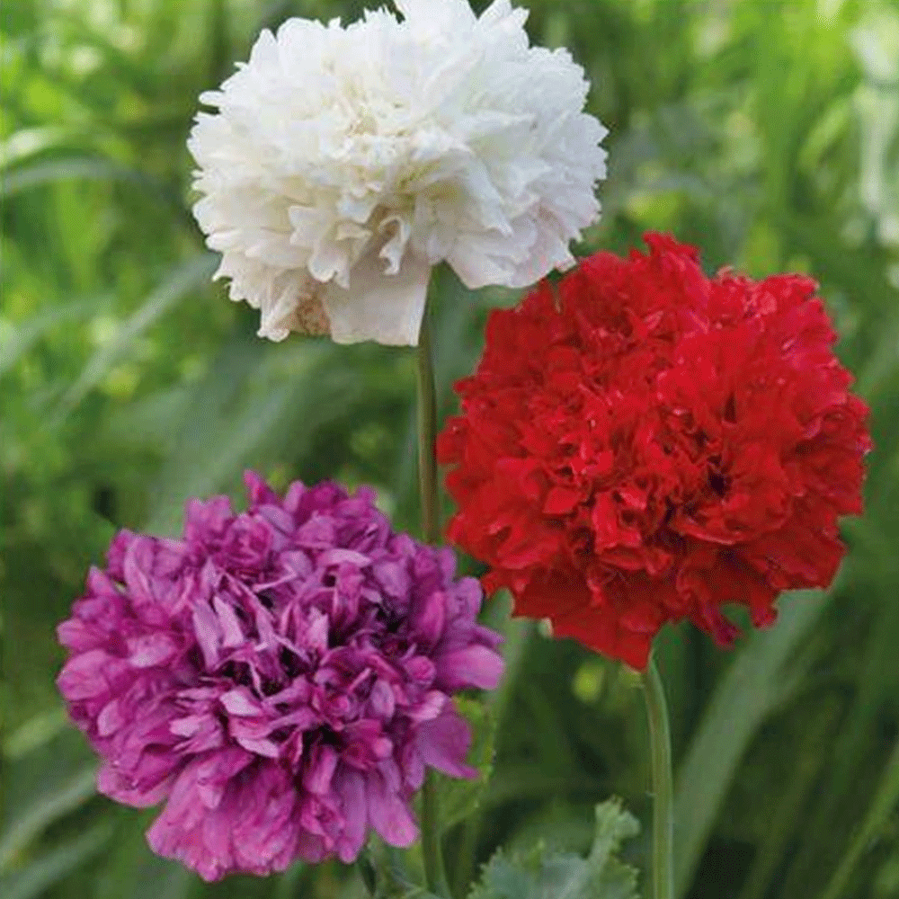 Seminte flori Mac decorativ (Papaver paeoniflorum) mix 0.25g