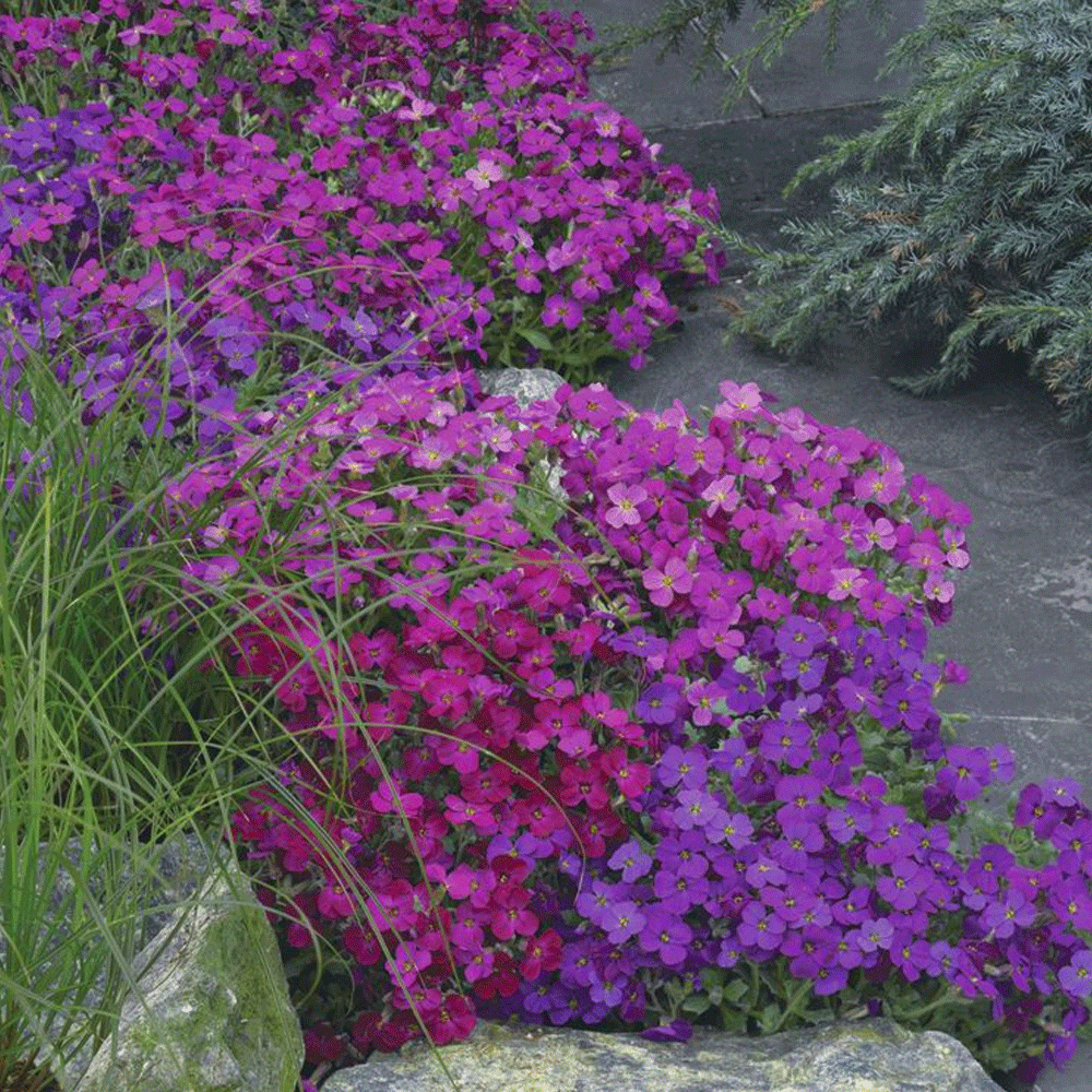 Seminte flori Aubrieta (Aubrieta hybrida) mix 0.1g