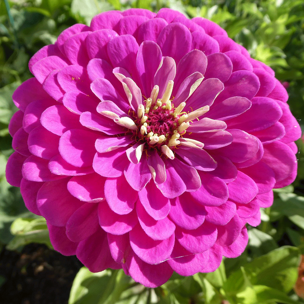 Seminte flori Carciumarese (Zinnia elegans) Violet 2 g