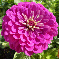 Thumbnail for Seminte flori Carciumarese (Zinnia elegans) Violet 2 g