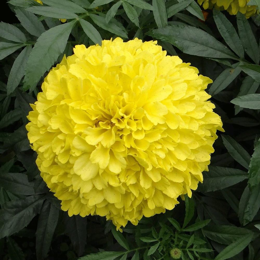 Seminte flori Craite Inalte (Tagetes erecta) galbene 1 g