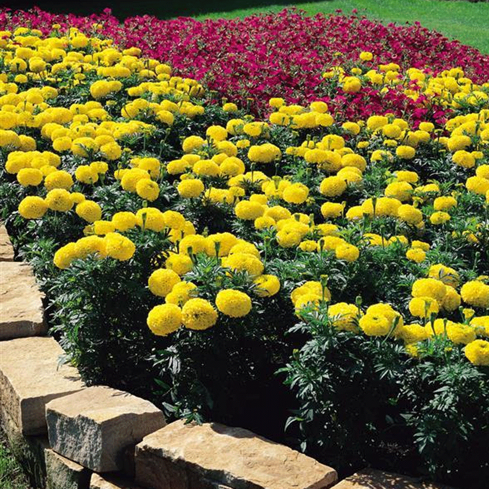 Seminte flori Craite Inalte (Tagetes erecta) galbene 1 g