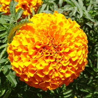 Thumbnail for Seminte flori Craite Inalte (Tagetes erecta) portocalii 1 g