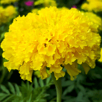 Thumbnail for Seminte flori Craite Pitice (Tagetes erecta) galbene 1 g