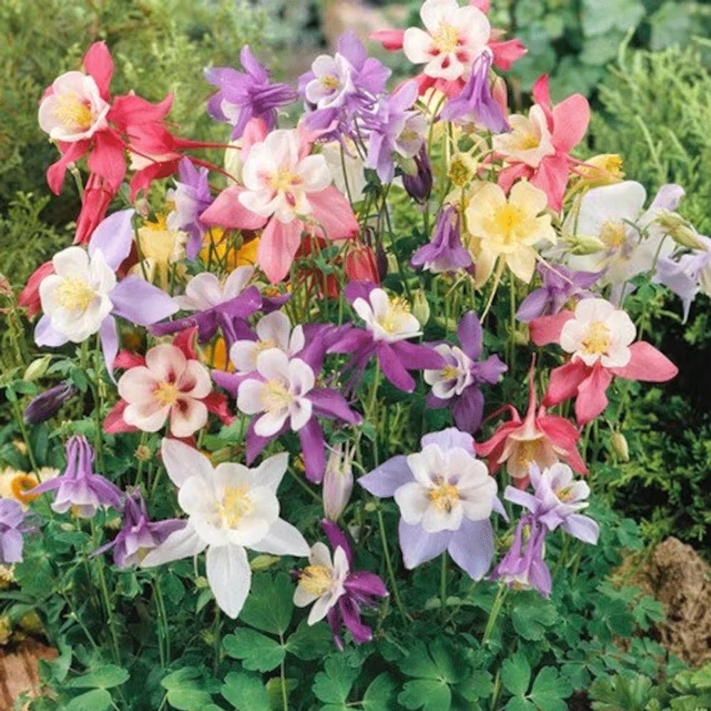 Seminte flori Caldarusa (Aquilegia vulgaris) mix 0.25g