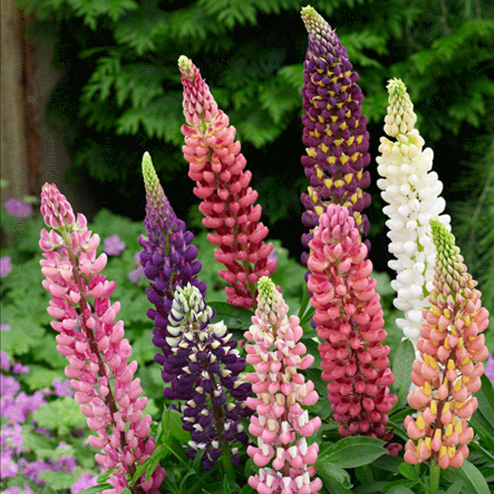 Seminte flori Lupin peren (Lupinus polyphyllus) mix 1g