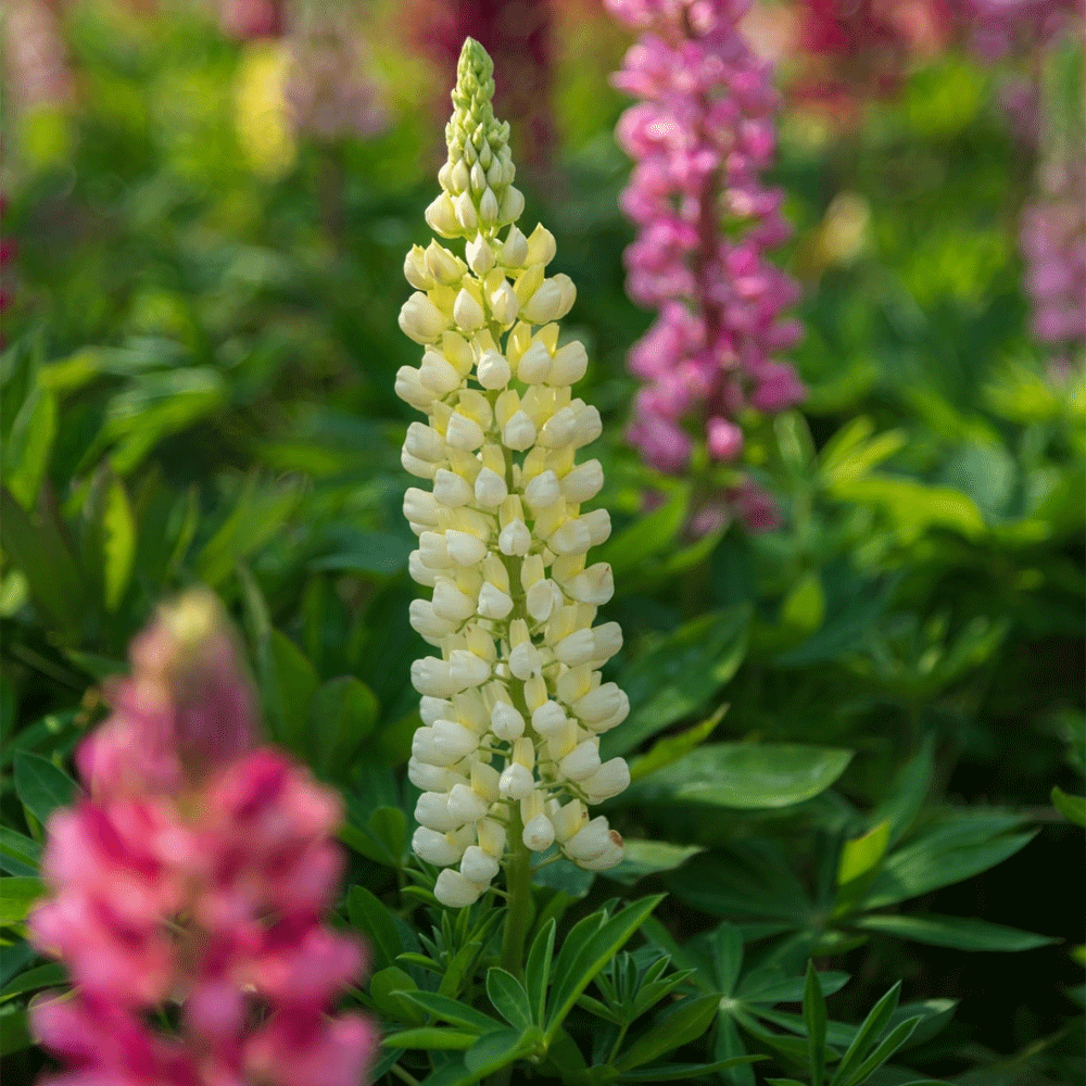 Seminte flori Lupin peren (Lupinus polyphyllus) mix 1g