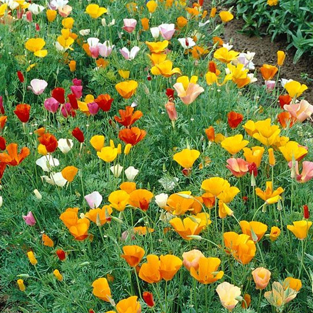 Seminte flori Mac de gradina (Eschscholzia californica) mix 1g