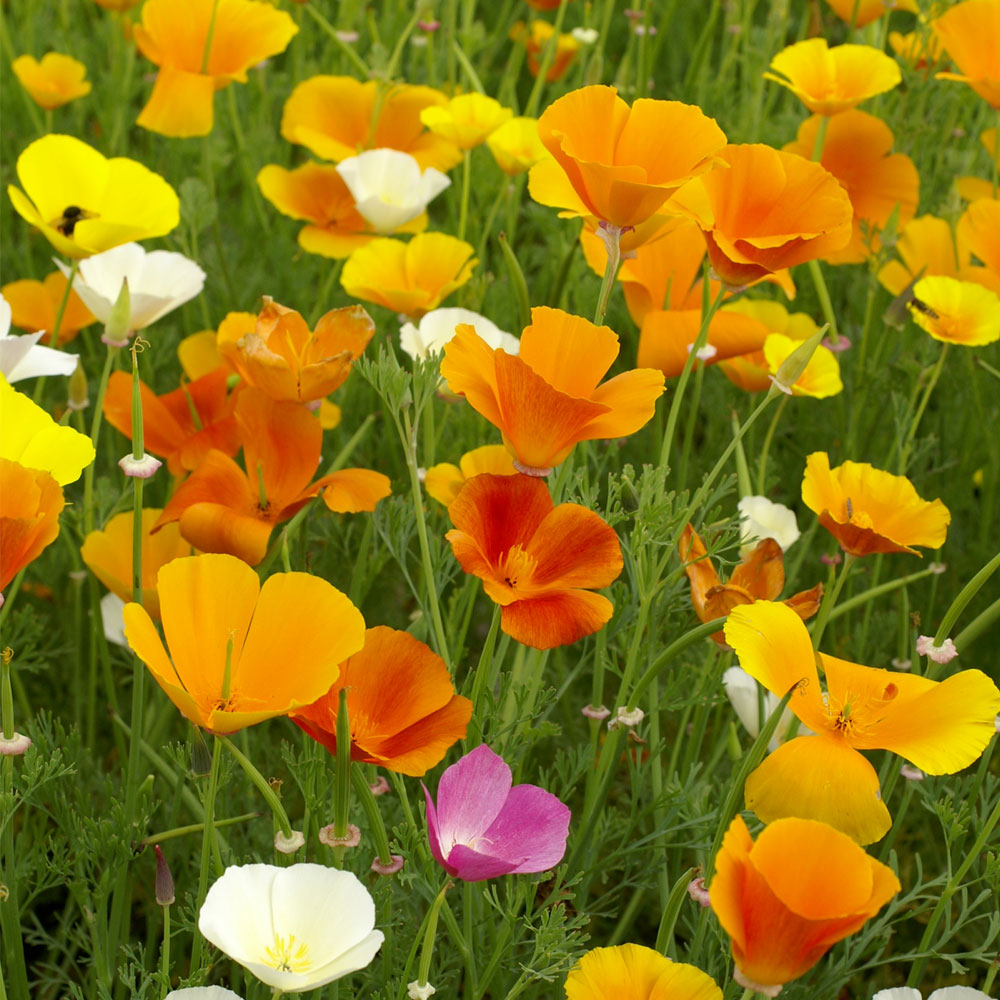 Seminte flori Mac de gradina (Eschscholzia californica) mix 1g