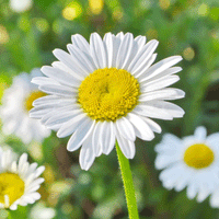 Thumbnail for Seminte flori Margarete (Leucanthemum maximum) albe 0.25g