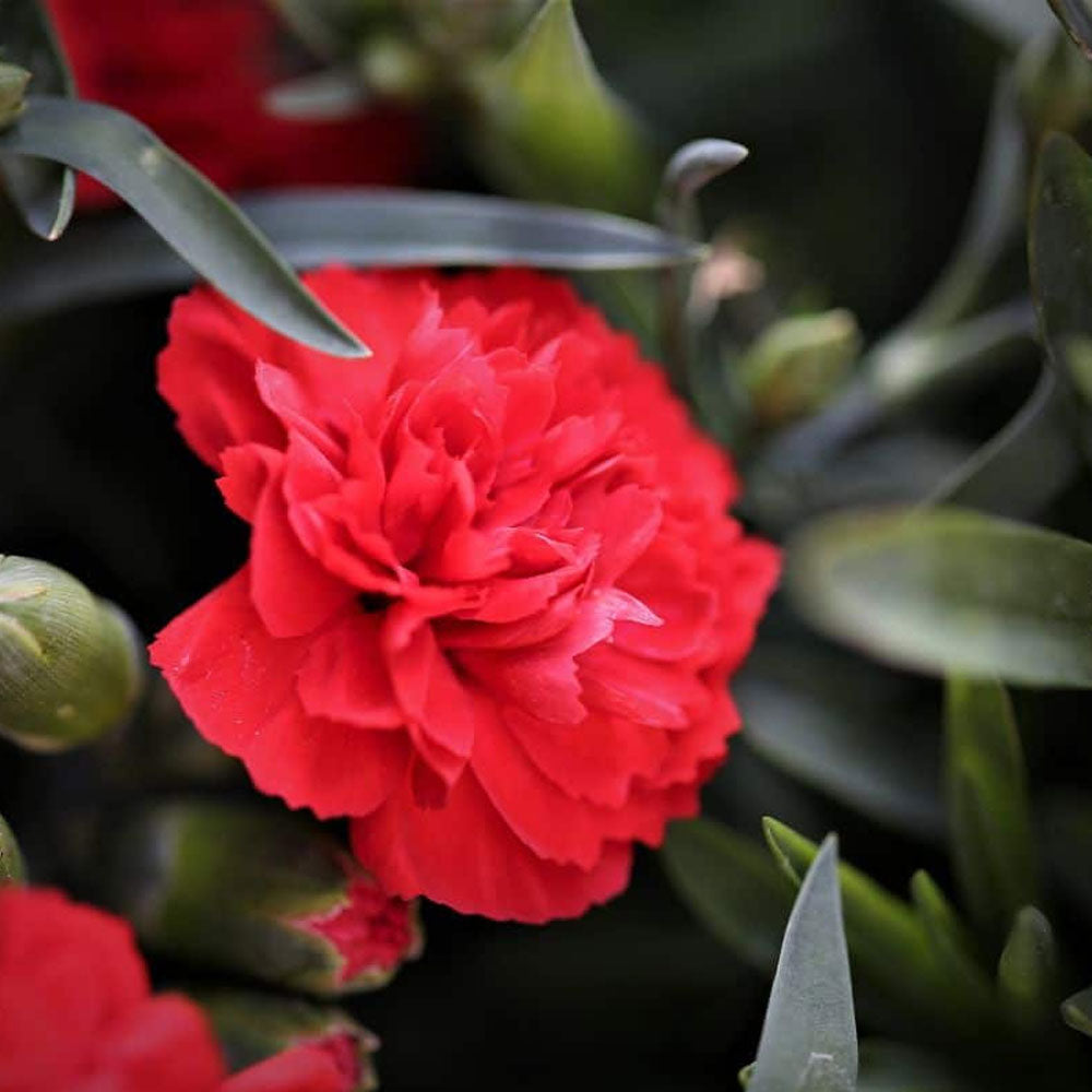 Seminte Flori Garoafe Chabaud Dianthus Caryophyllus Rosii 02g