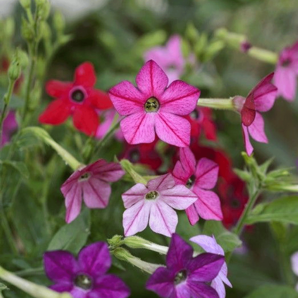 Seminte flori Regina Noptii (Nicotiana alata) mix 0.25g