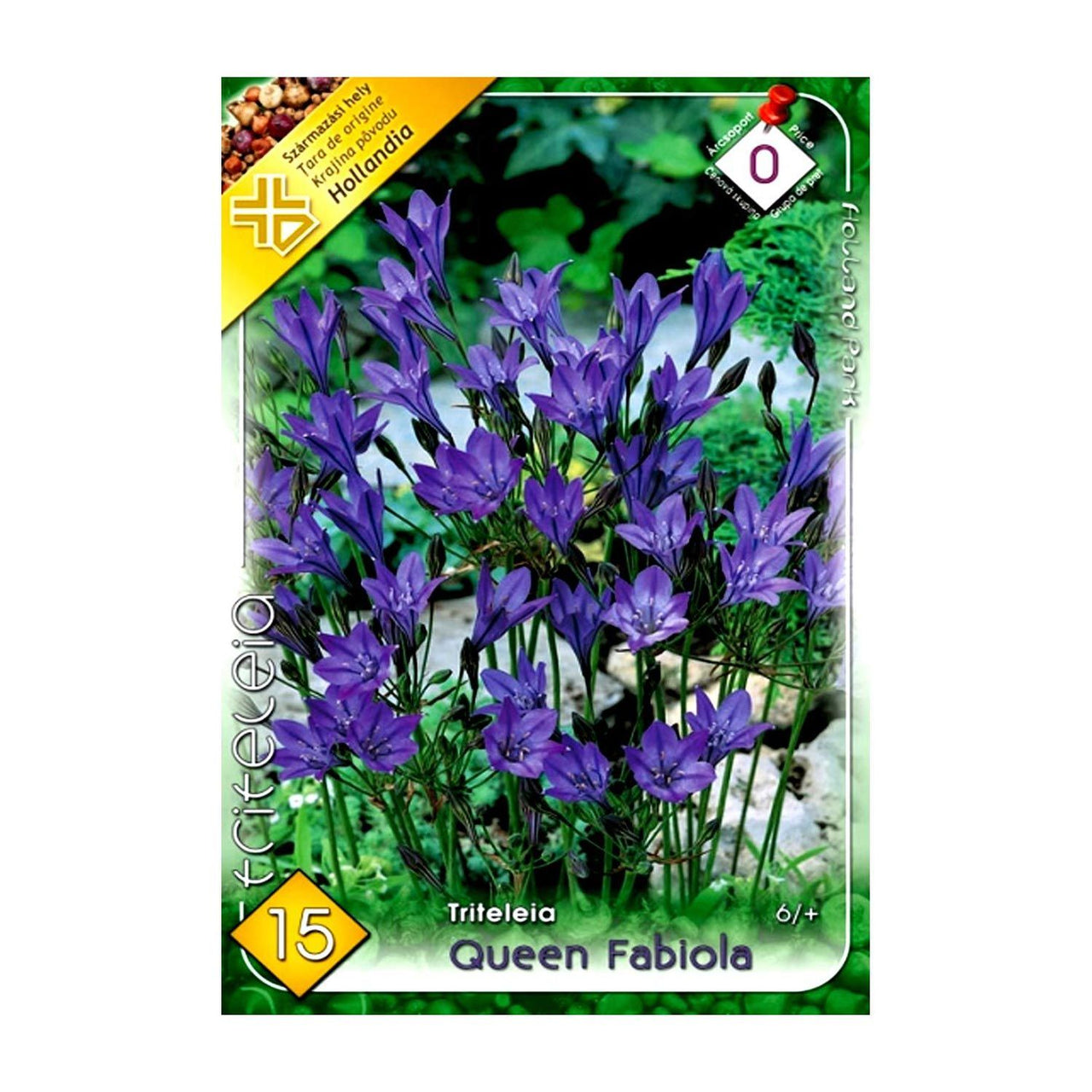 Bulbi Triteleia Queen Fabiola 15 buc