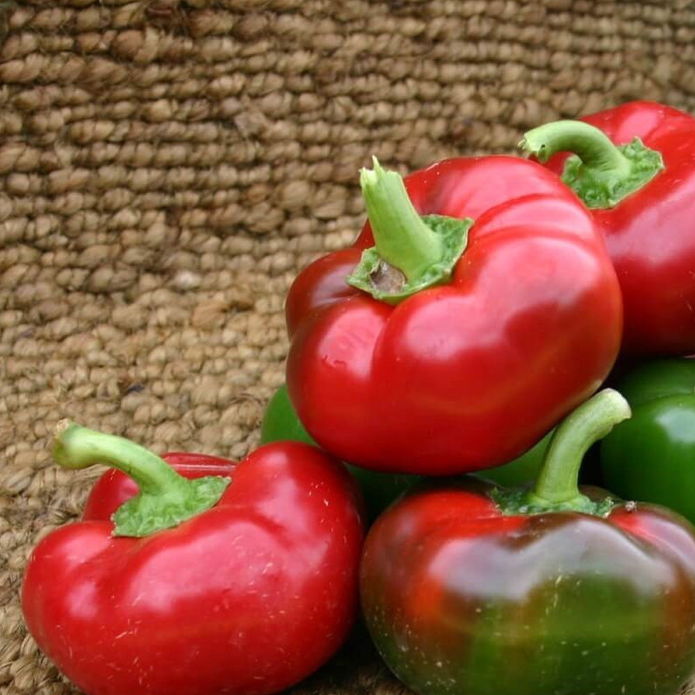 Seminte Ardei Gogosar Topepo Rosso 1g