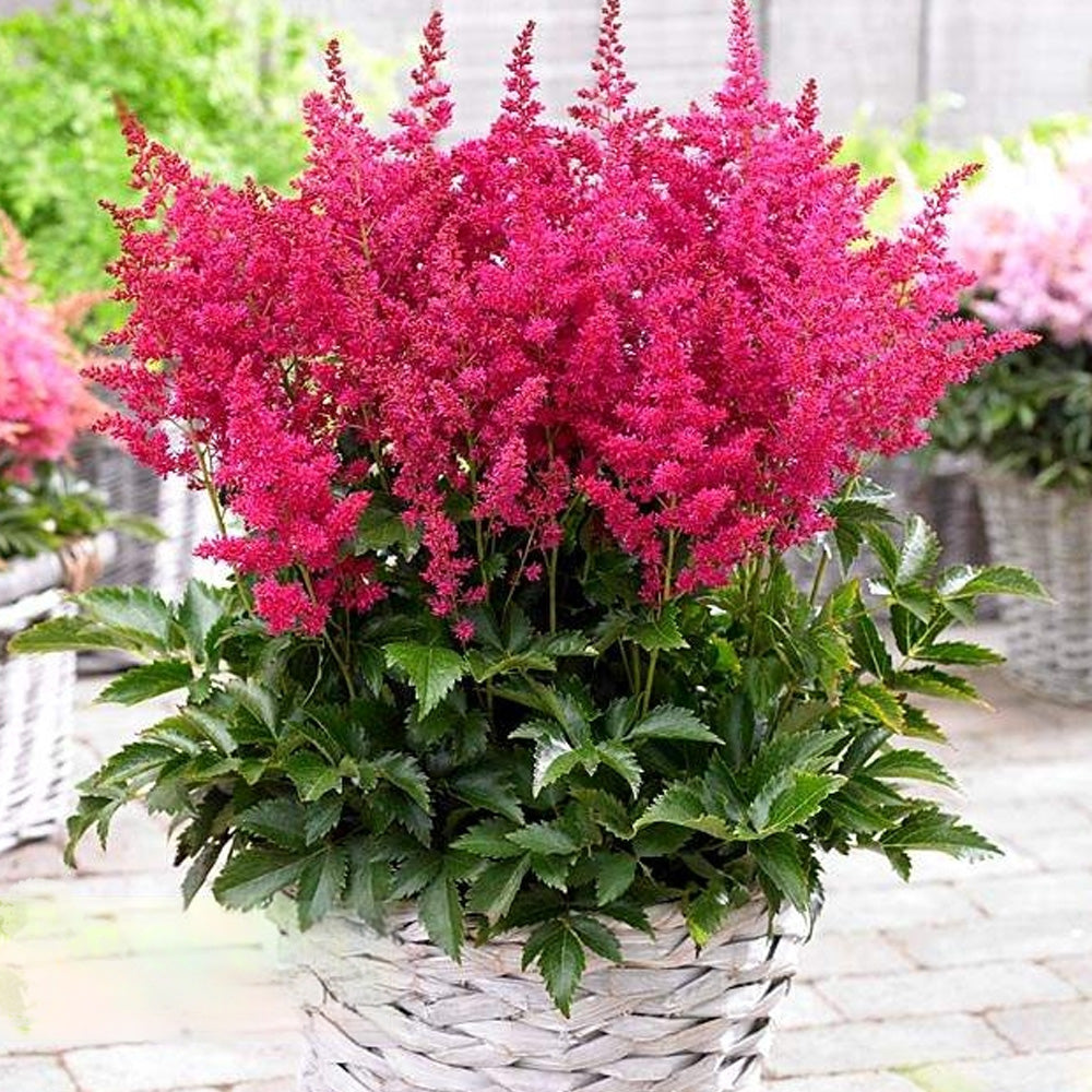 Bulbi Astilbe X Arendsii Rosu 1 buc