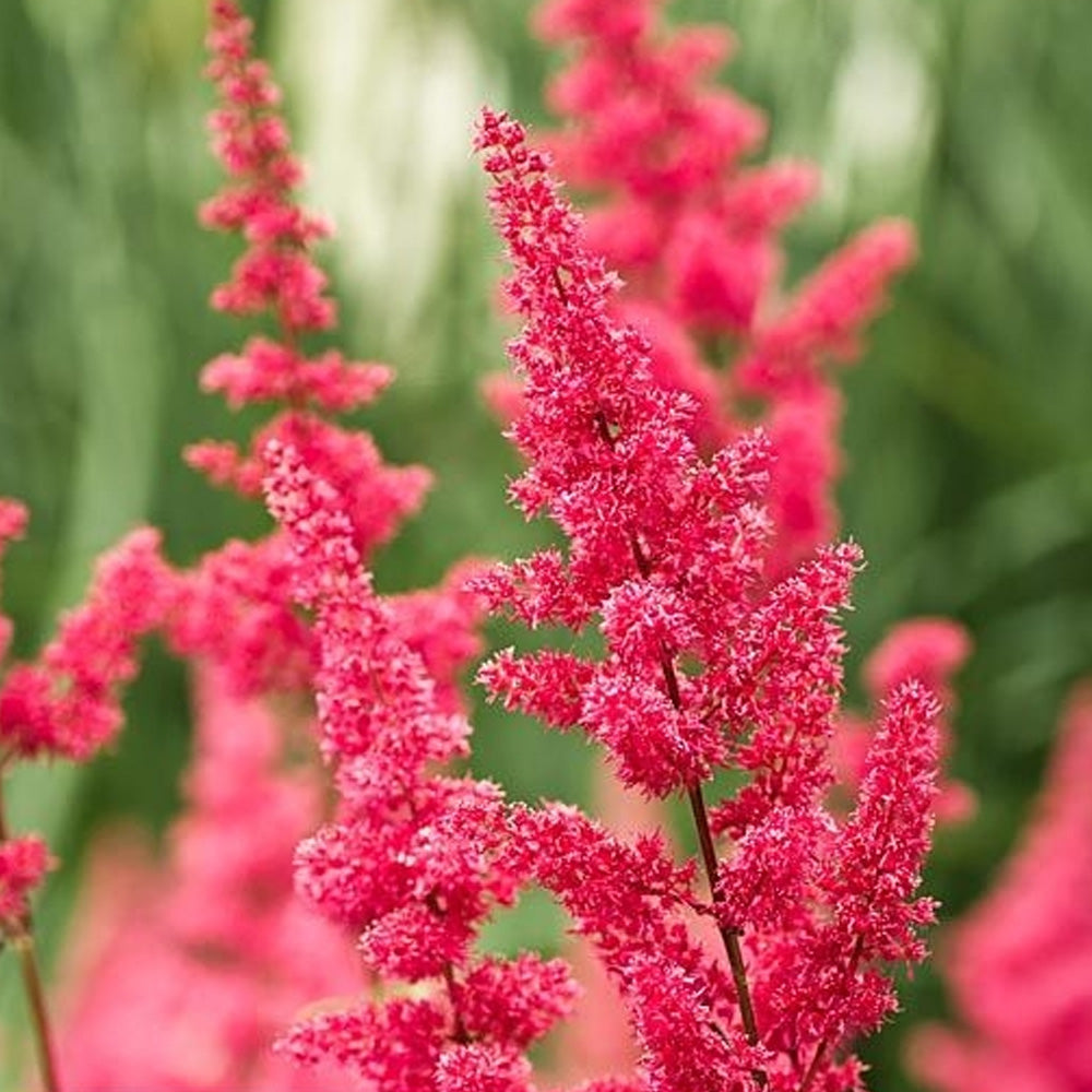 Bulbi Astilbe X Arendsii Rosu 1 buc