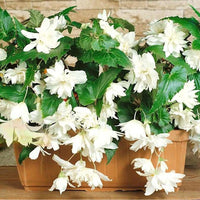 Thumbnail for Bulbi Begonia Pendula Alb 3 buc