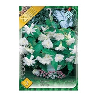 Thumbnail for Bulbi Begonia Pendula Alb 3 buc
