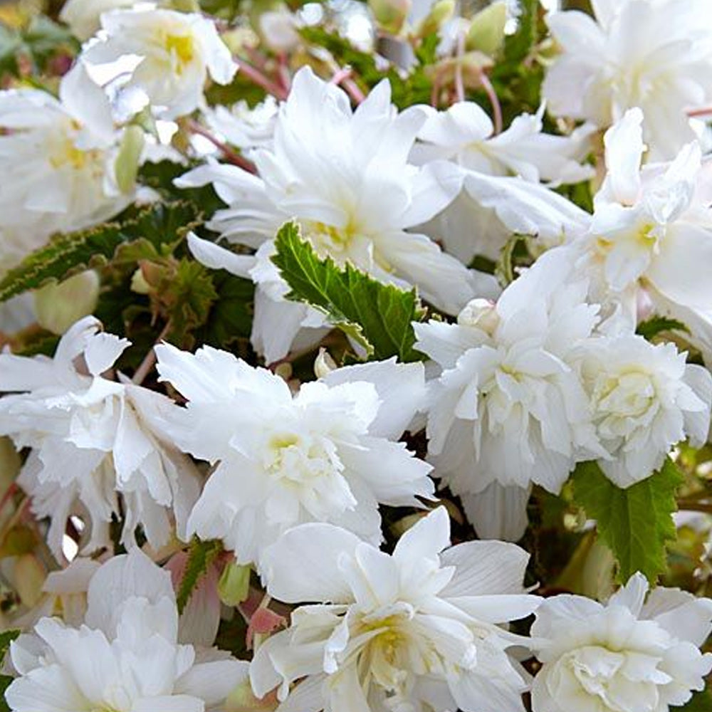 Bulbi Begonia Pendula Alb 3 buc