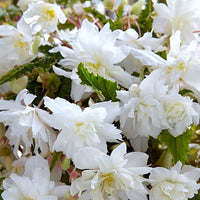 Thumbnail for Bulbi Begonia Pendula Alb 3 buc