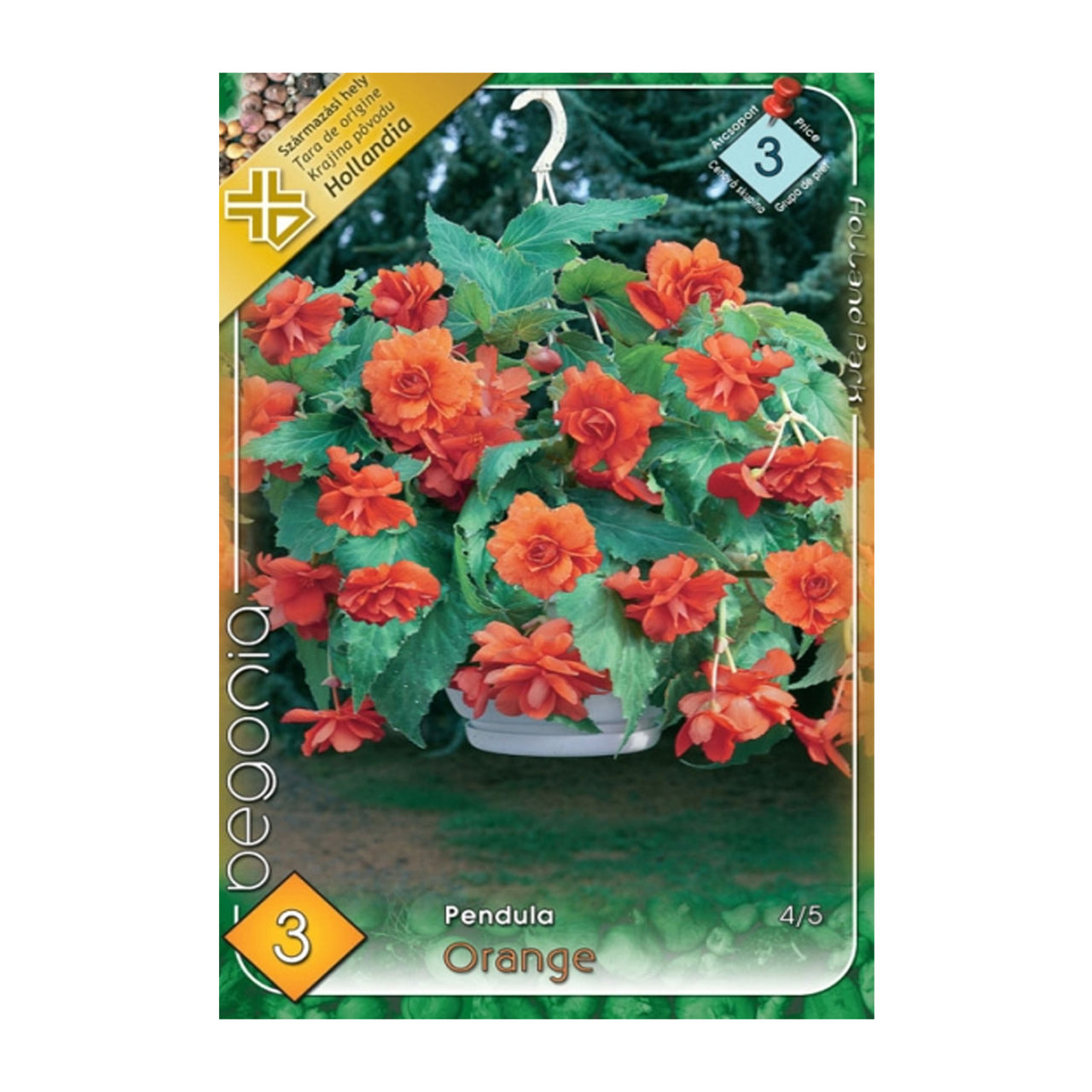 Bulbi Begonia Pendula Portocaliu 3 buc