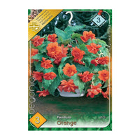 Thumbnail for Bulbi Begonia Pendula Portocaliu 3 buc