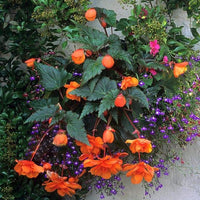 Thumbnail for Bulbi Begonia Pendula Portocaliu 3 buc
