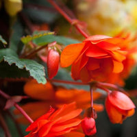 Thumbnail for Bulbi Begonia Pendula Portocaliu 3 buc