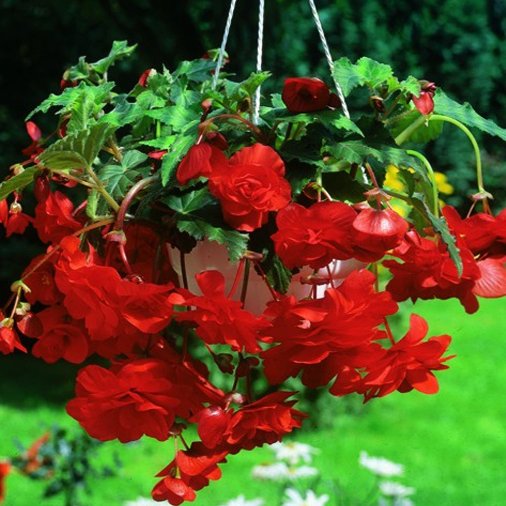 Bulbi Begonia Pendula Rosu 3 buc