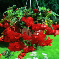 Thumbnail for Bulbi Begonia Pendula Rosu 3 buc