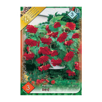 Thumbnail for Bulbi Begonia Pendula Rosu 3 buc