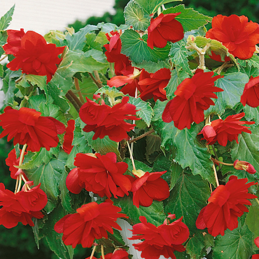 Bulbi Begonia Pendula Rosu 3 buc