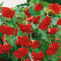 Thumbnail for Bulbi Begonia Pendula Rosu 3 buc