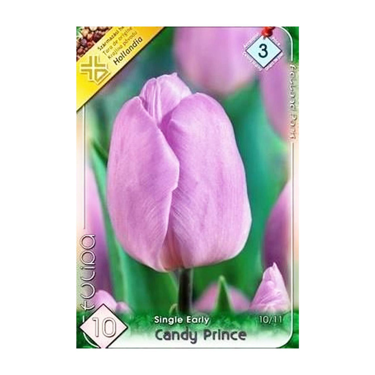 Bulbi Lalele Candy Prince 10 buc