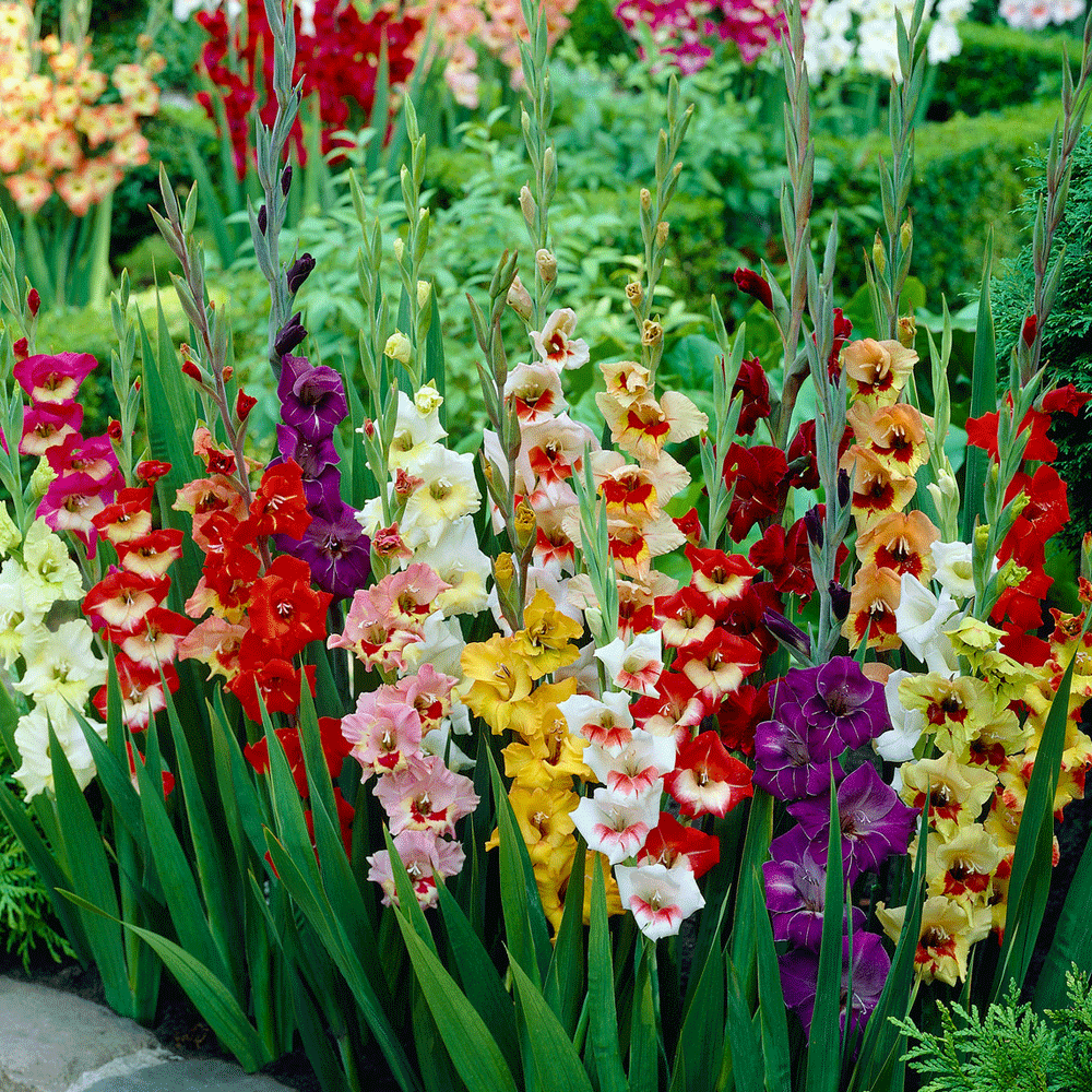 Bulbi Gladiole Butterfly mix 10 buc